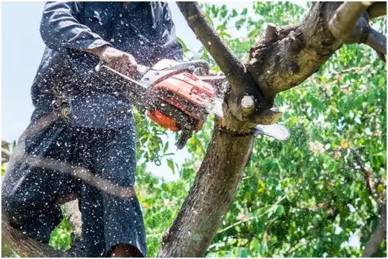 tree services Dowelltown